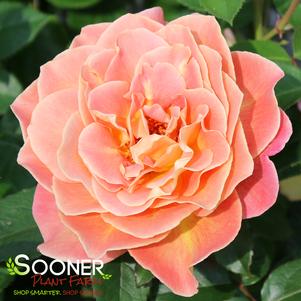 ROSIE THE RIVETER™ FLORIBUNDA ROSE