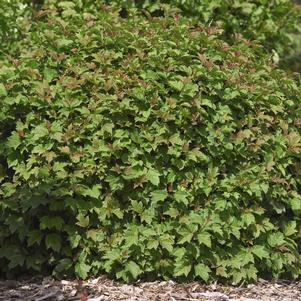 <em>Viburnum</em> DWARF EUROPEAN CRANBERRY BUSH: 