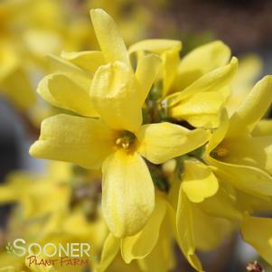 SHOW OFF STARLET® FORSYTHIA