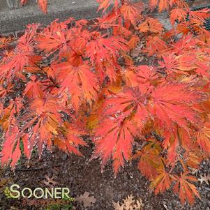 DANCING PEACOCK UPRIGHT JAPANESE MAPLE