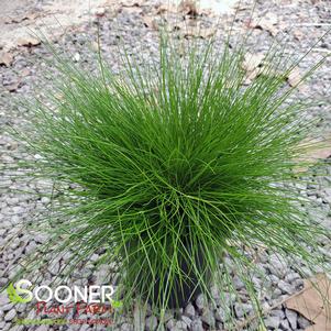 FIBER OPTIC GRASS