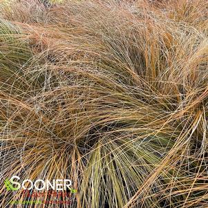 PRAIRIE FIRE SEDGE