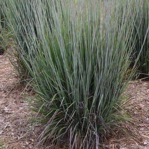 PRAIRIE WINDS® BLUE PARADISE LITTLE BLUESTEM