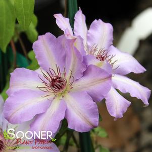 VANCOUVER™ DAYBREAK CLEMATIS