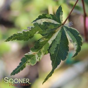 COTTON CANDY UPRIGHT JAPANESE MAPLE