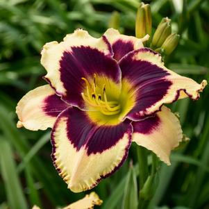 INKHEART DAYLILY