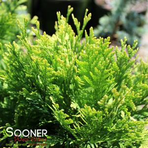 CHEER DROPS® ARBORVITAE