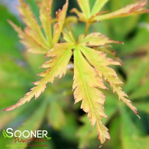 FASCINATION UPRIGHT JAPANESE MAPLE