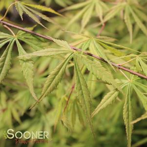 OMURA YAMA UPRIGHT JAPANESE MAPLE