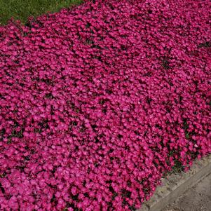 VIVID™ BRIGHT LIGHT DIANTHUS