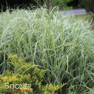 <em>Miscanthus</em> COSMOPOLITAN MAIDEN GRASS: 