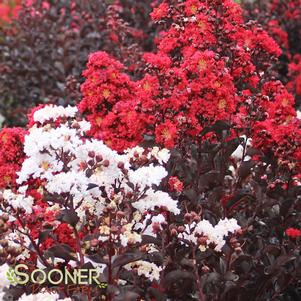 <em>Lagerstroemia</em> RED AND WHITE MIXED CRAPEMYRTLE: 