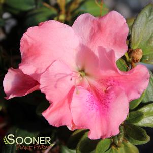 BLOOM-A-THON® BLUSH ELEGANCE™ AZALEA