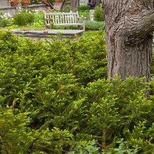 TAUNTON'S YEW