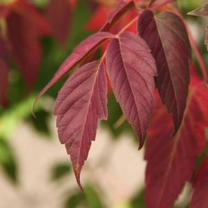 SENSATION BOX ELDER