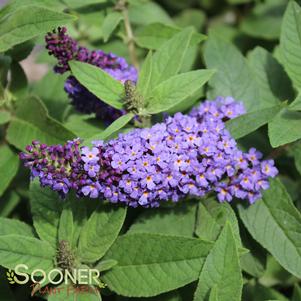 PUGSTER BLUE® BUTTERFLY BUSH