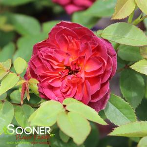 MIDNIGHT FIRE™ MINIATURE ROSE