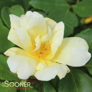 SUNNY KNOCK OUT® ROSE