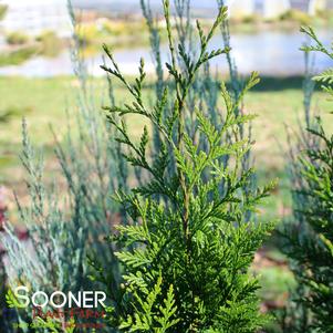 STEEPLECHASE ARBORVITAE