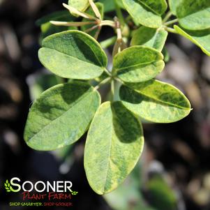 VARIEGATED CHOCOLATE VINE