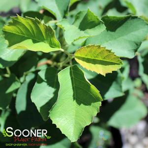 SMOKEY SERVICEBERRY