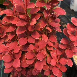 SUNJOY ORANGE PILLAR® BARBERRY