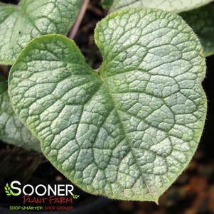 JACK FROST BRUNNERA