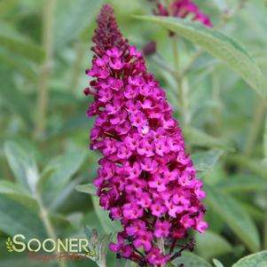 MISS MOLLY BUTTERFLY BUSH