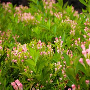 PEACH KISSES™ WEIGELA