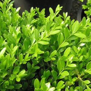 GREEN BORDERS™ BOXWOOD