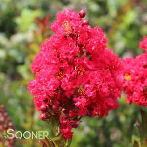 ENDURING SUMMER™ RED CRAPEMYRTLE