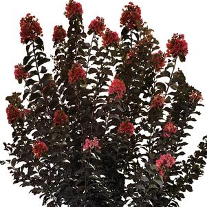 THUNDERSTRUCK™ CORAL BOOM™ CRAPEMYRTLE