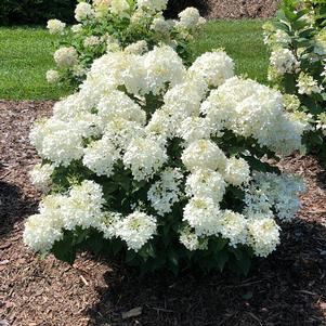 PUFFER FISH® HYDRANGEA