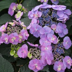 TUFF STUFF™ HYDRANGEA