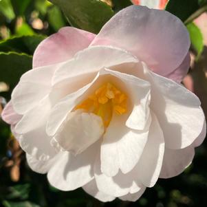 OCTOBER MAGIC® ORCHID™ CAMELLIA