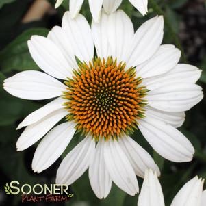 FRAGRANT ANGEL CONEFLOWER