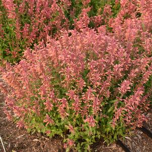 GUAVA LAVA HYSSOP