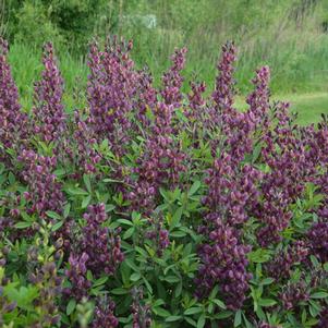 BURGUNDY BLAST FALSE INDIGO