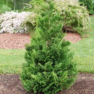 CEDAR RAPIDS™ FALSE CYPRESS