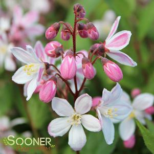 YUKI CHERRY BLOSSOM® DEUTZIA