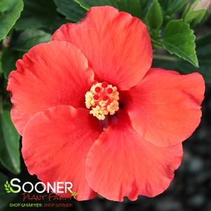 DARK HEART TROPICAL HIBISCUS