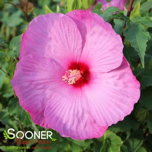 LITTLE PRINCE DWARF FLEMING™ HARDY HIBISCUS