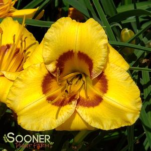 KOKOMO SUNSET™ KOKOMO™ DAYLILY