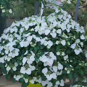 FAIRYTRAIL BRIDE® CASCADE HYDRANGEA