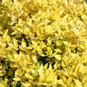 EUREKA GOLD™ DWARF YAUPON HOLLY