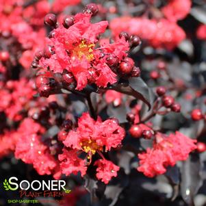 CENTER STAGE® RED CRAPEMYRTLE