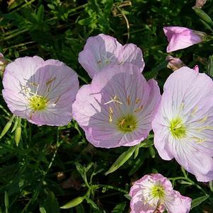 TWILIGHT EVENING PRIMROSE