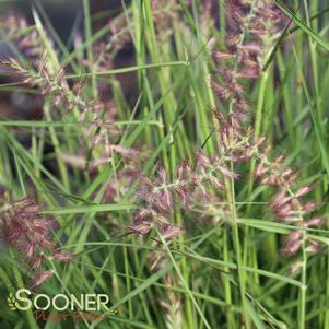 KARLEY ROSE FOUNTAIN GRASS