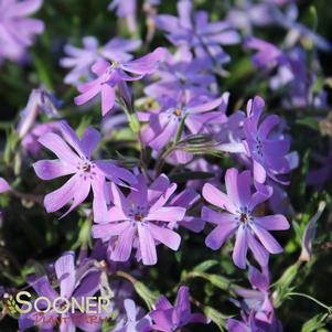 BEDAZZLED LAVENDER PHLOX