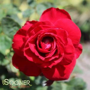 RAMBLIN' RED® CLIMBING ROSE